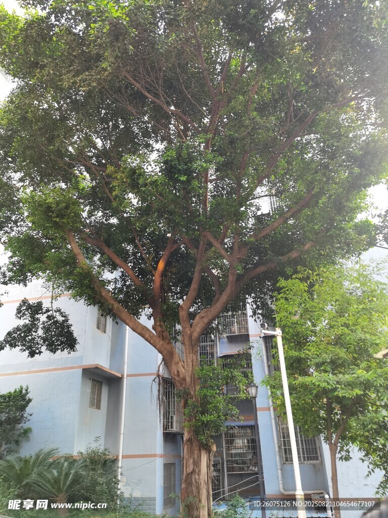 小區(qū)繁茂樹冠景象