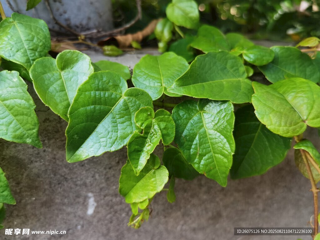 翠綠藤蔓葉片生機(jī)盎然
