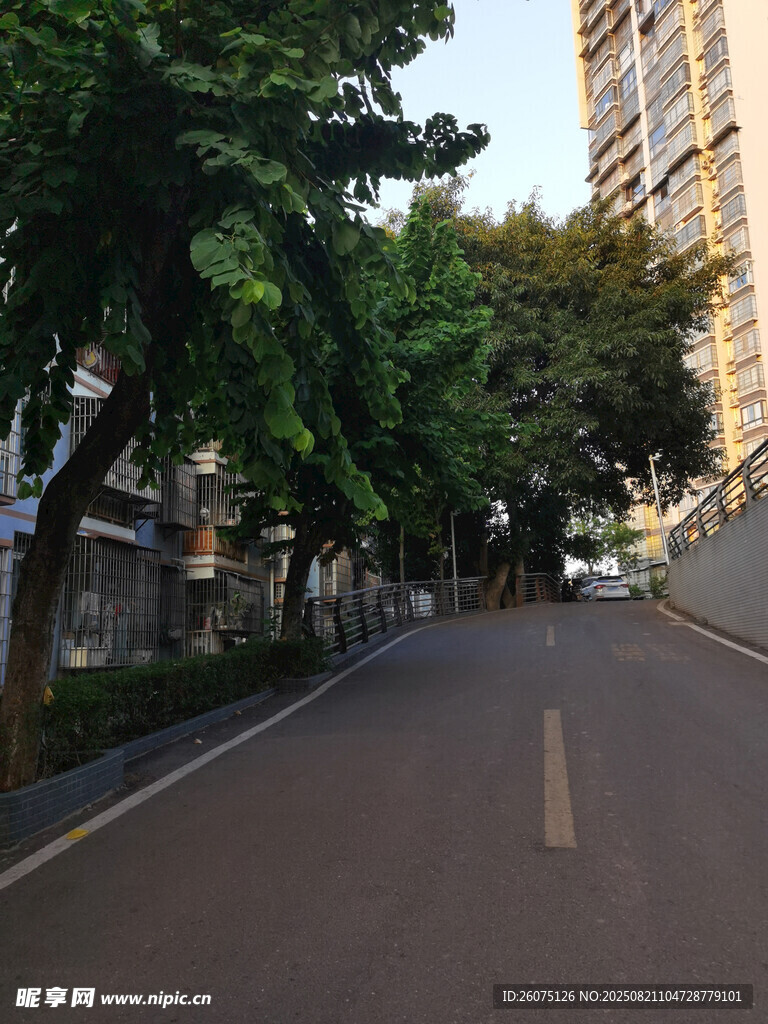 城市林蔭街道靜謐景象