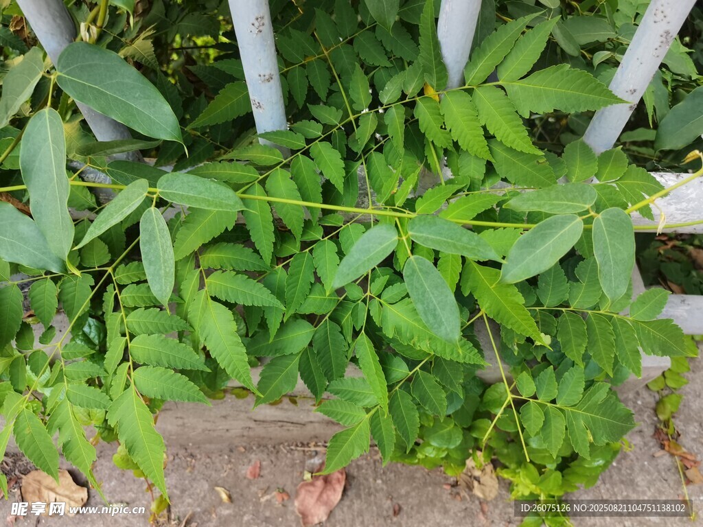 綠葉攀附白色圍欄景象