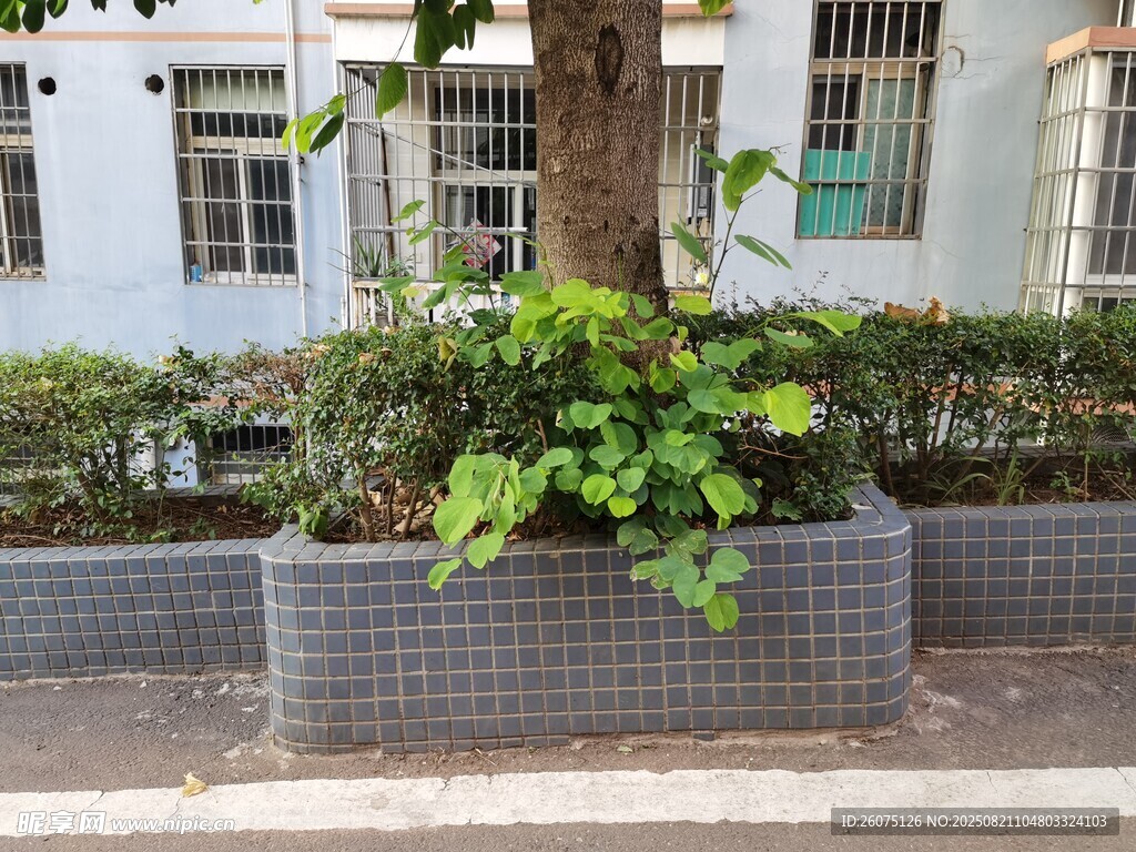 街道旁方形花壇綠植景觀