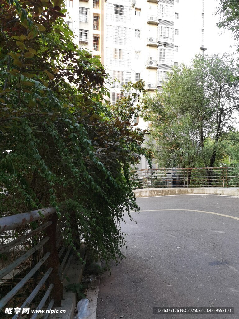 小區(qū)旁綠樹環(huán)繞的幽靜小路