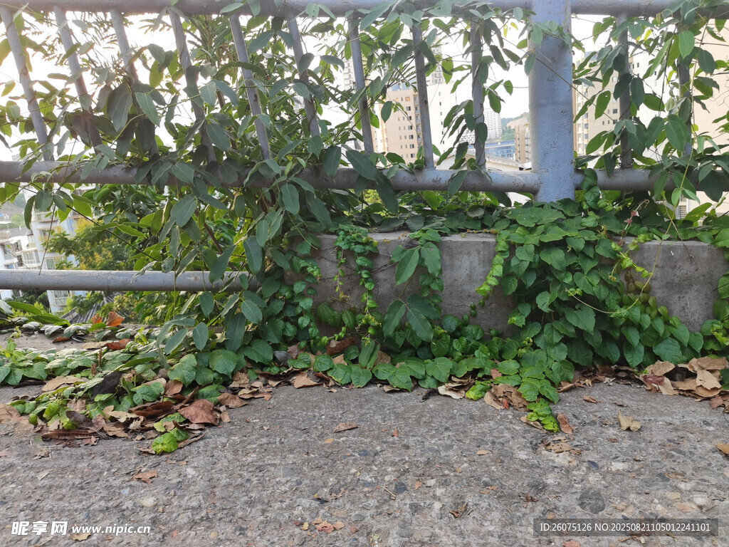 墻邊綠植蔓延的自然景致