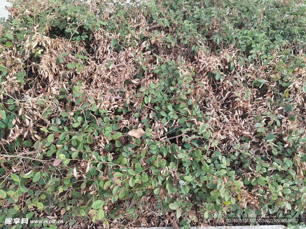 低矮灌木綠植與枯葉景象
