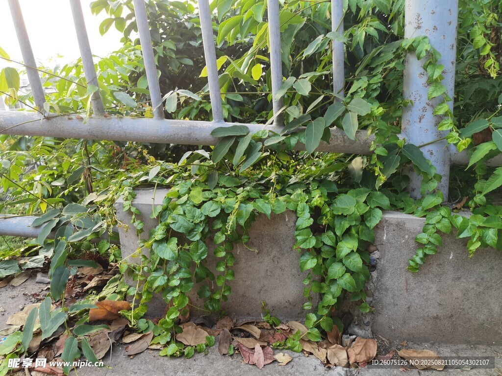 墻邊翠綠藤蔓植物與圍欄景觀