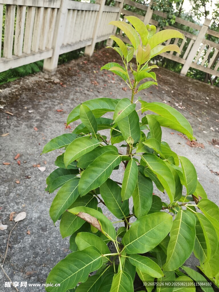綠葉繁茂的黃桷樹新枝