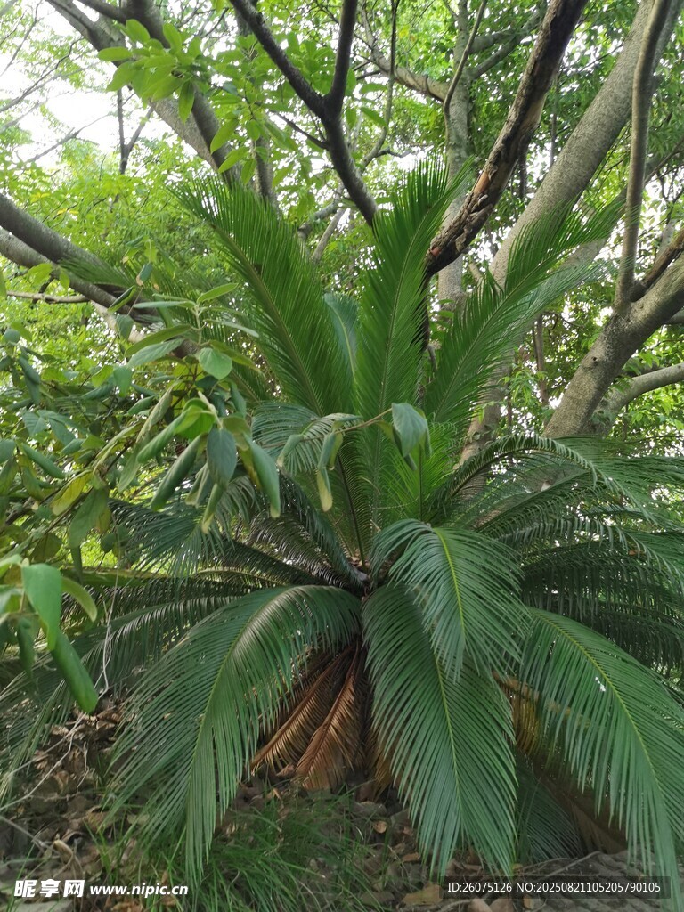 野生蘇鐵植物特寫