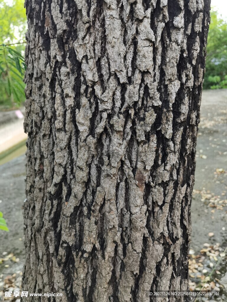 樹干紋理細(xì)節(jié)特寫