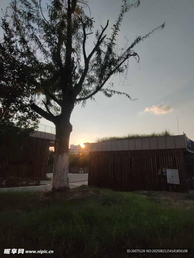 夕陽下的孤樹與古樸建筑