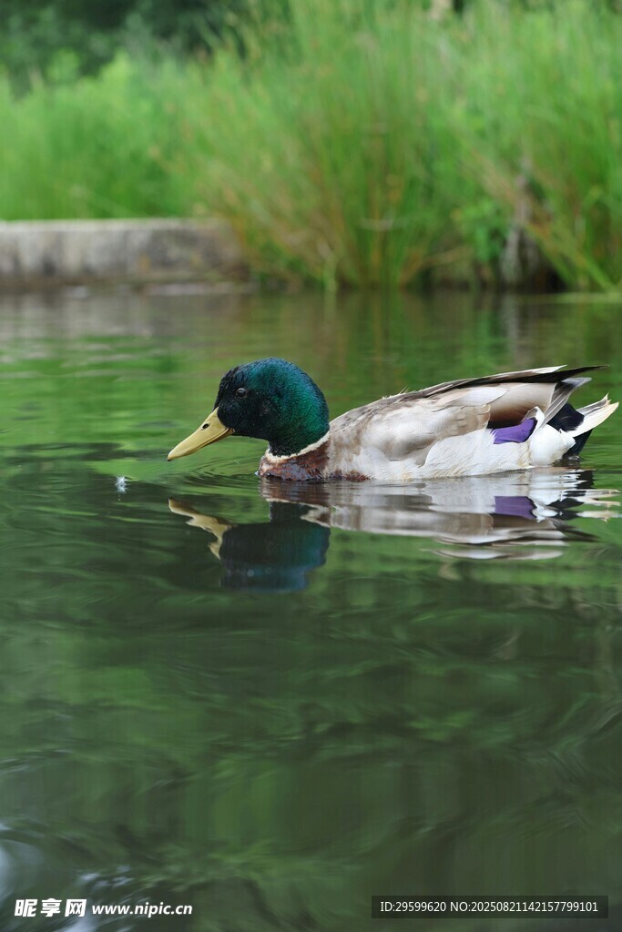 綠頭鴨水中悠然覓食