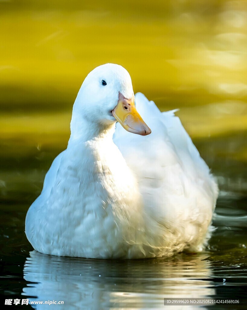 水中悠游的白鴨子