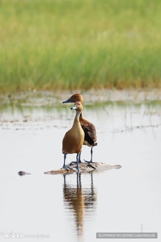 水中雙鳥棲息