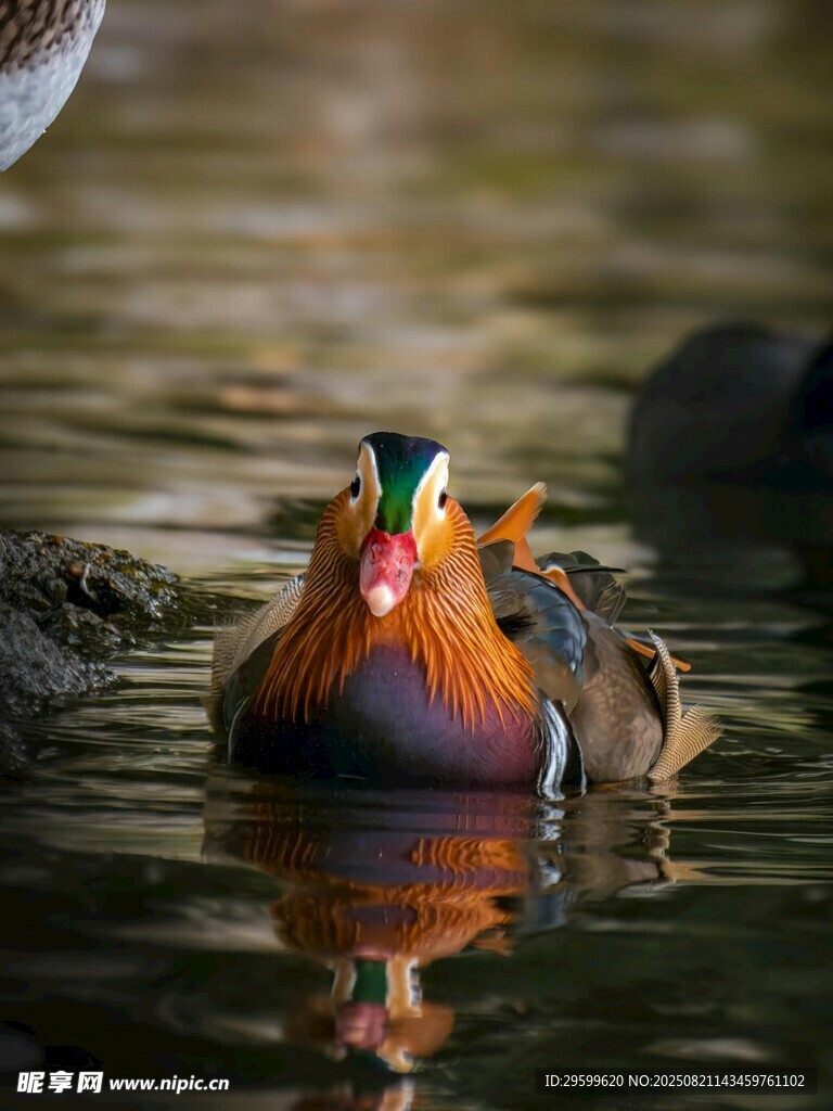水中鴛鴦
