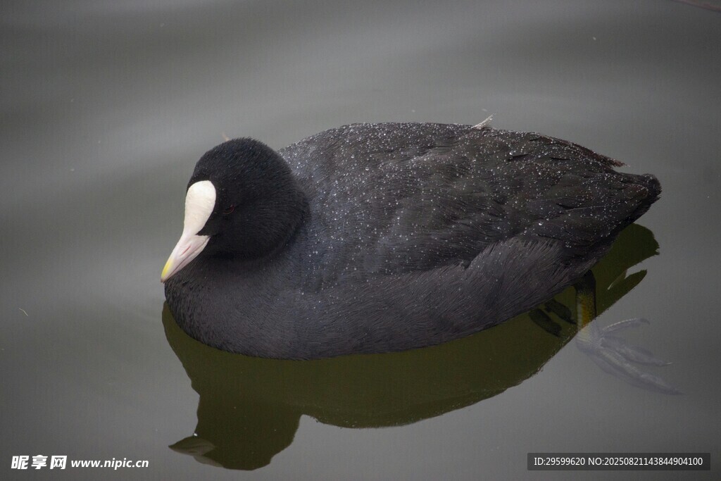 水面上的黑羽水鳥