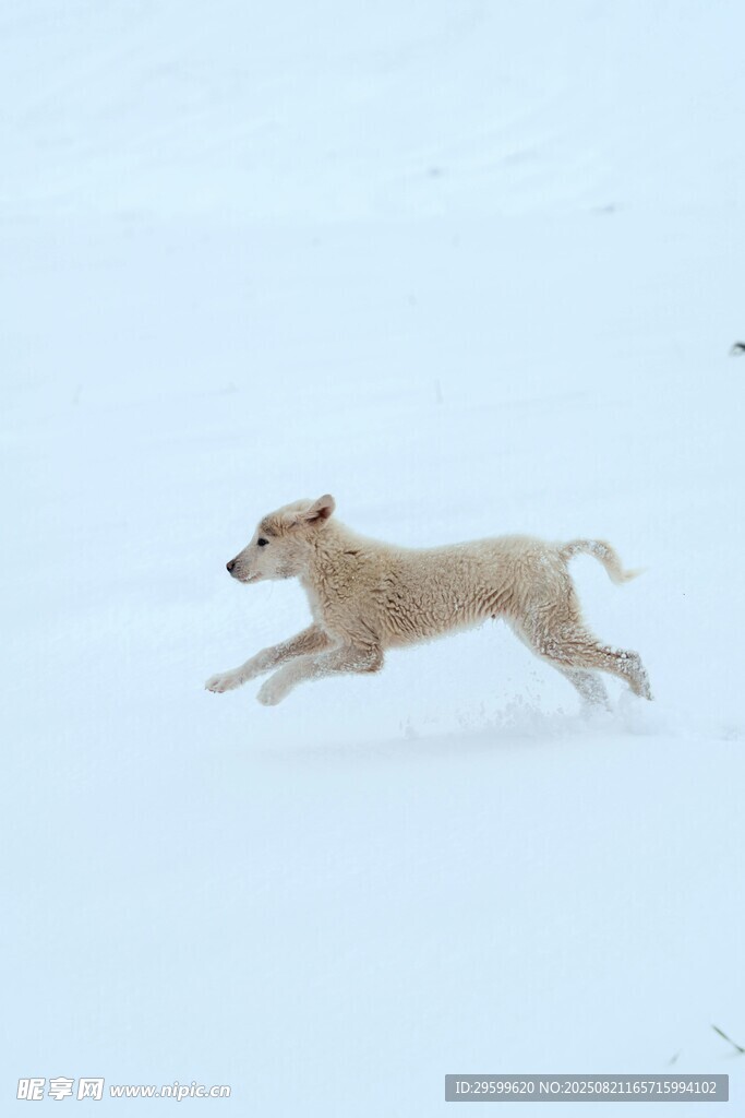 雪地中奔跑的小狗