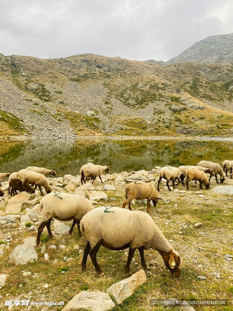 山間羊群于湖畔悠然吃草