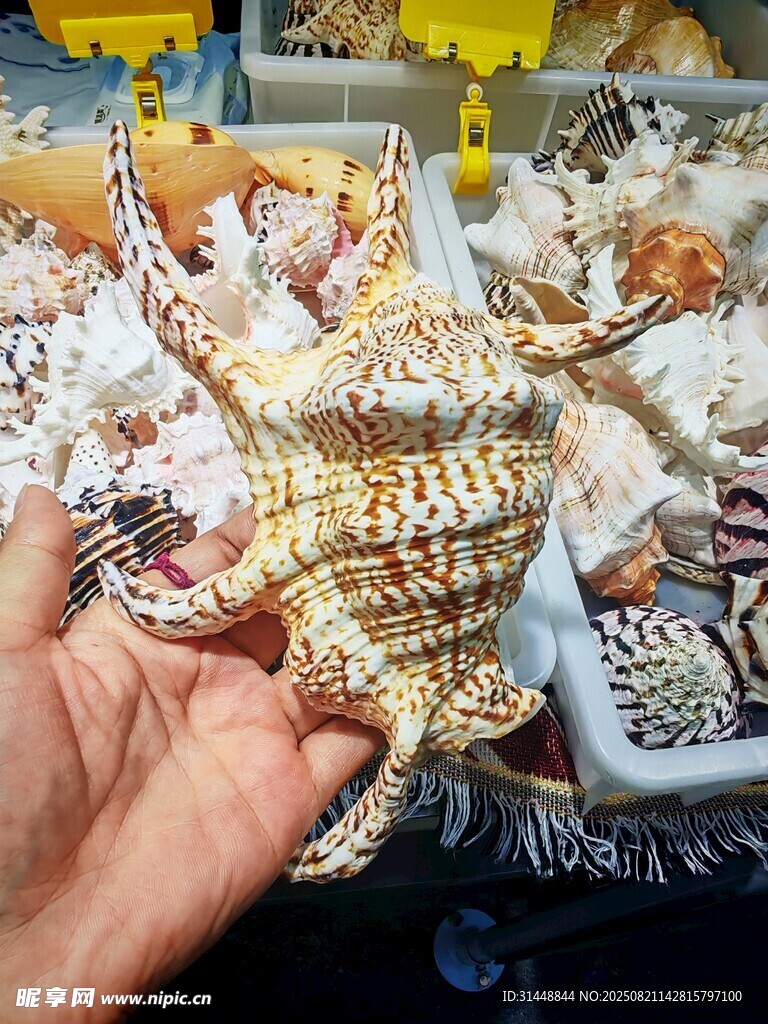 手捧精美多樣海洋貝殼