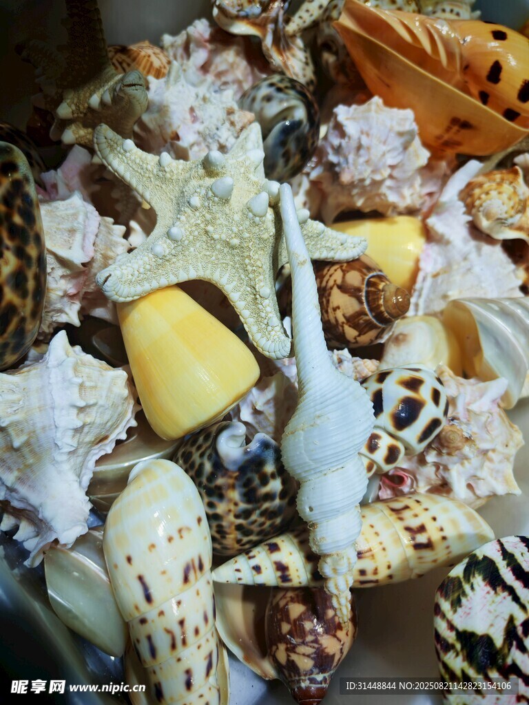 多彩貝殼與海洋小物集合