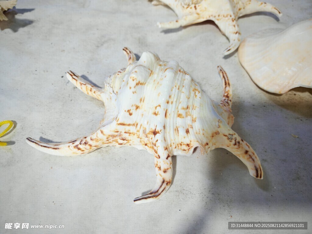 獨(dú)特花紋的海星特寫