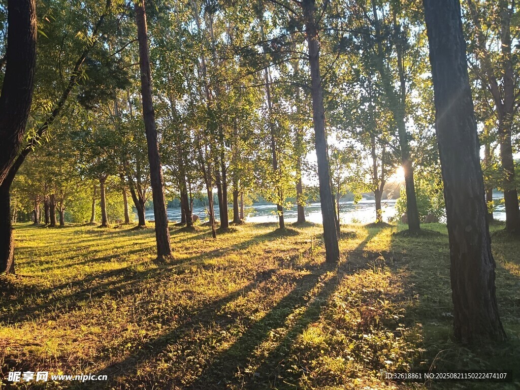秋日林間光影美景