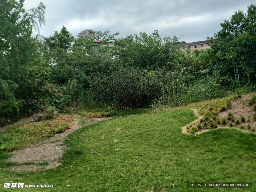 綠意盎然的戶外草地景觀