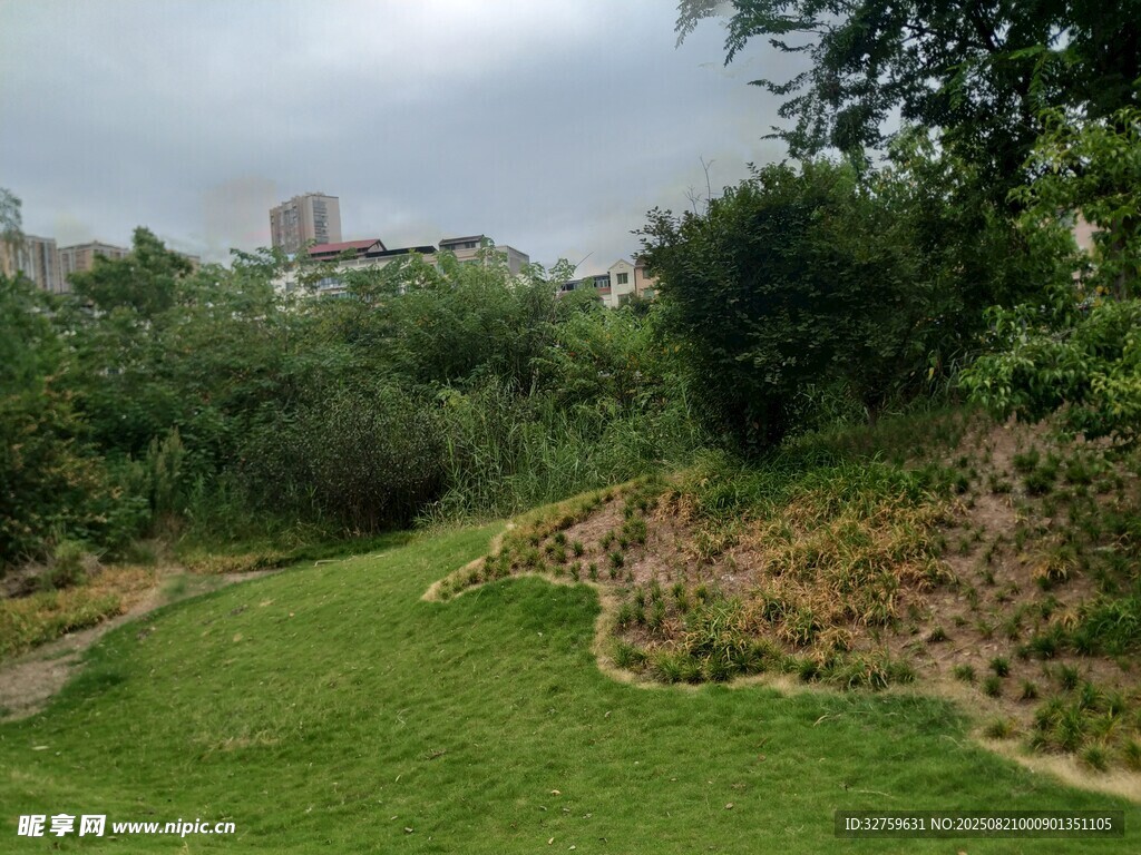 綠意盎然的戶外草地景觀