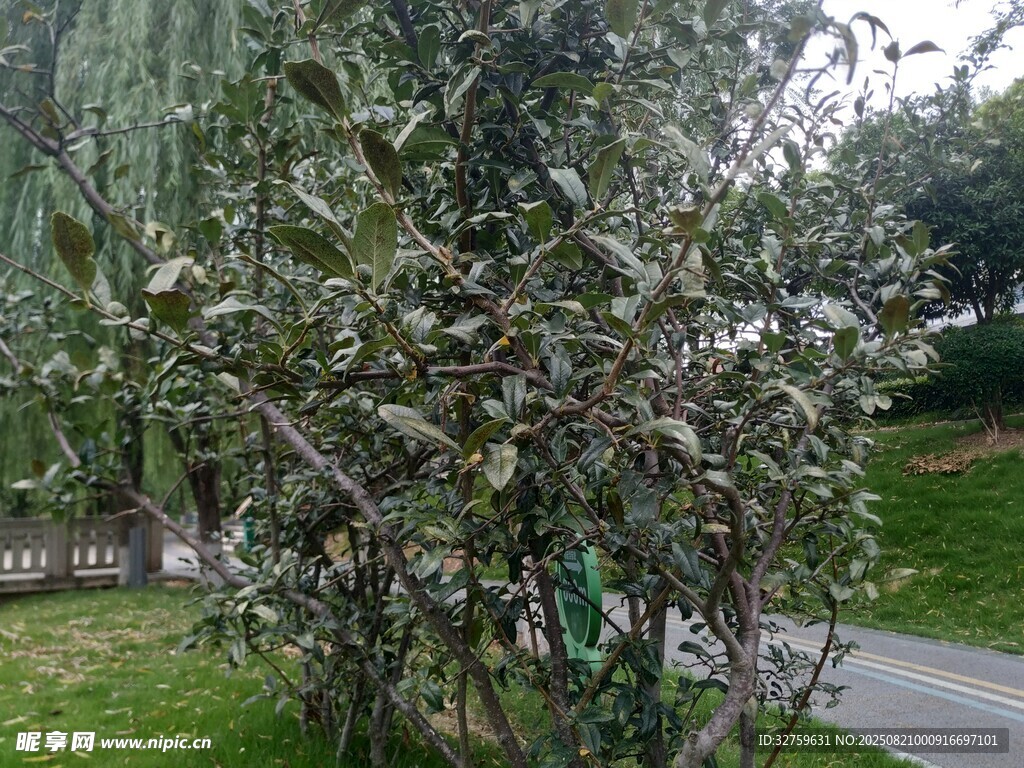 路邊繁茂梨樹