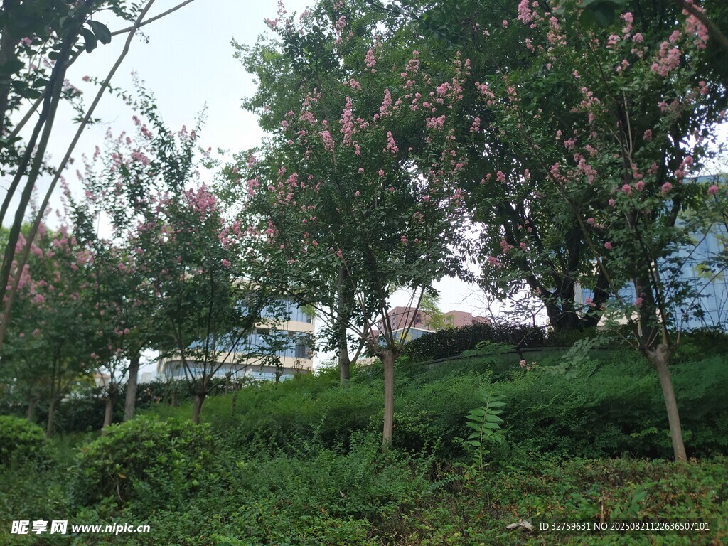 戶外綠植樹木風(fēng)景圖