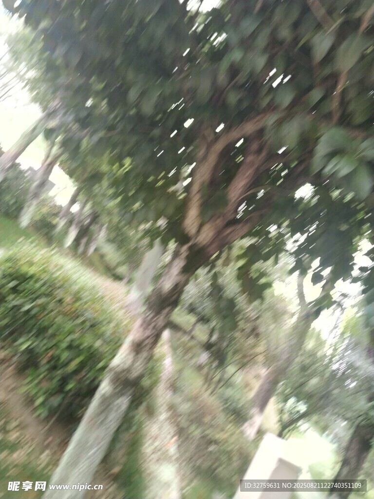 林間小道旁的蔥郁樹木