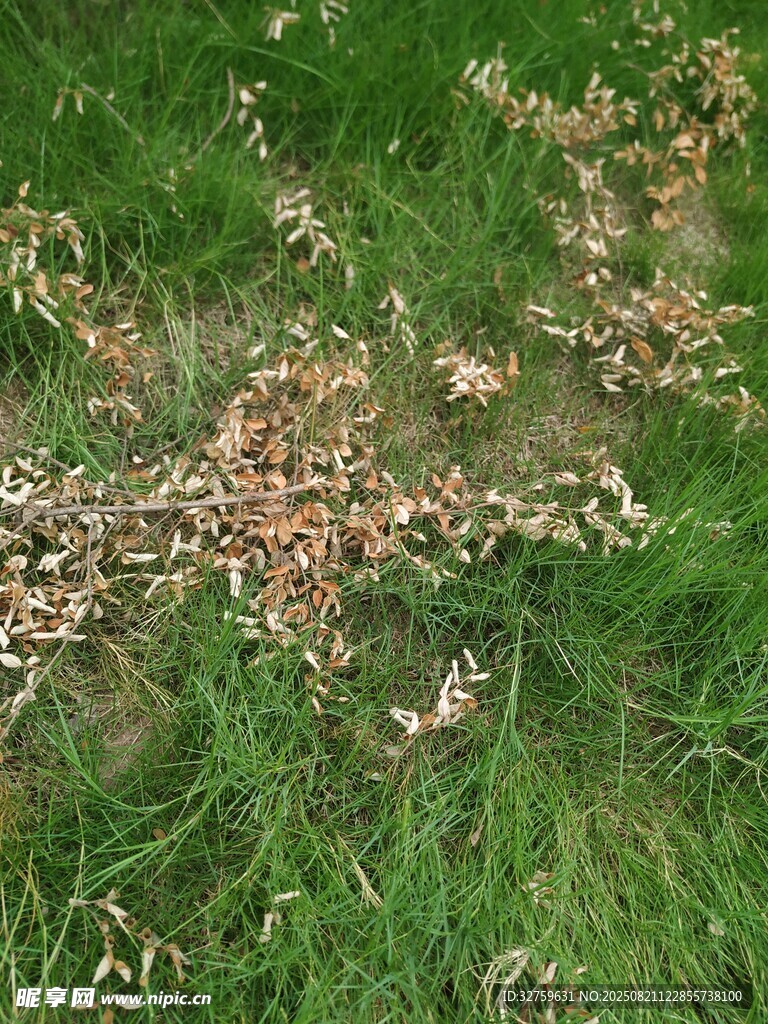 草地上的蘑菇群