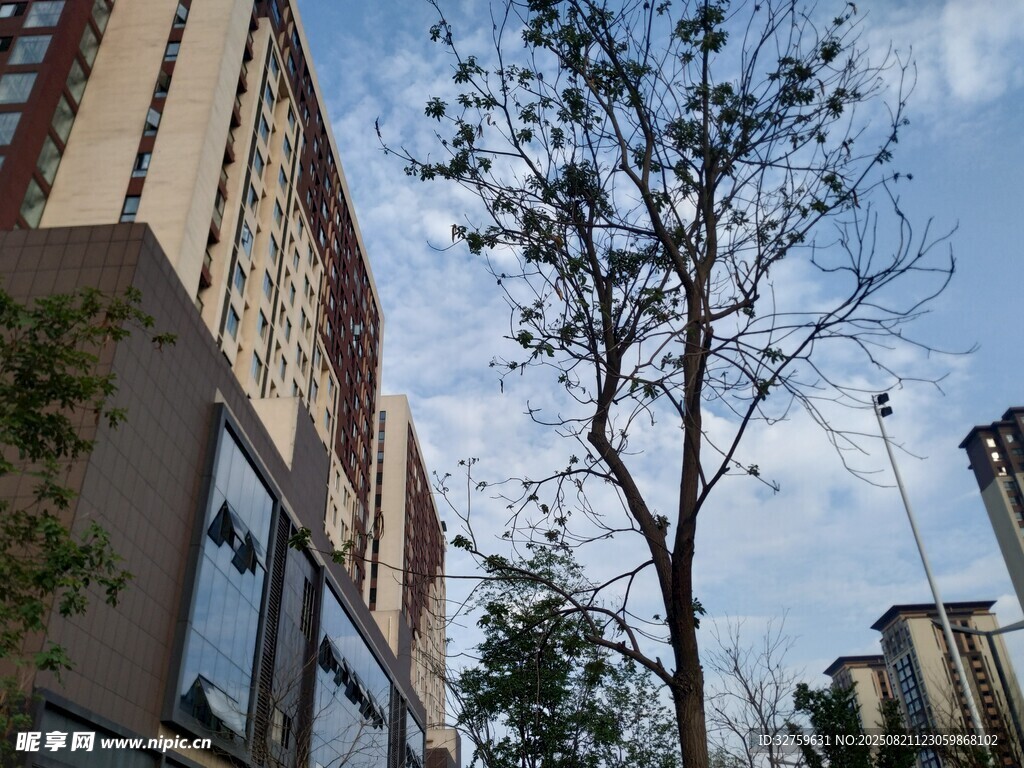 城市街道旁的挺拔樹(shù)木