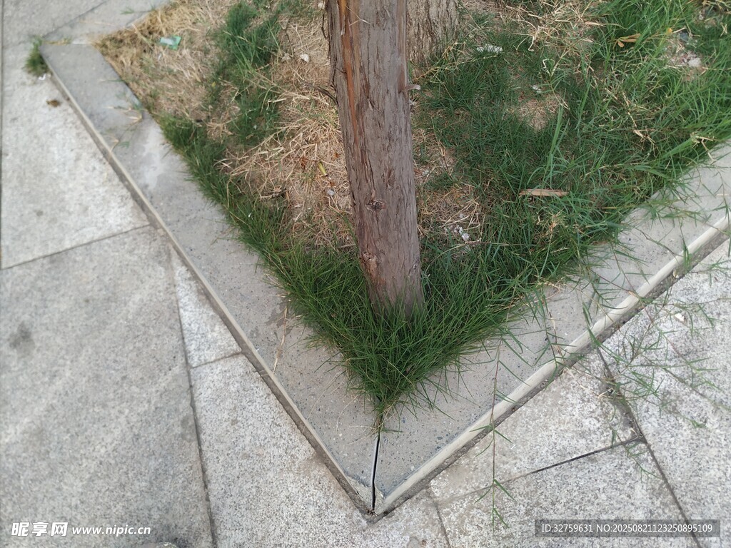 樹(shù)旁草地與石板路一角