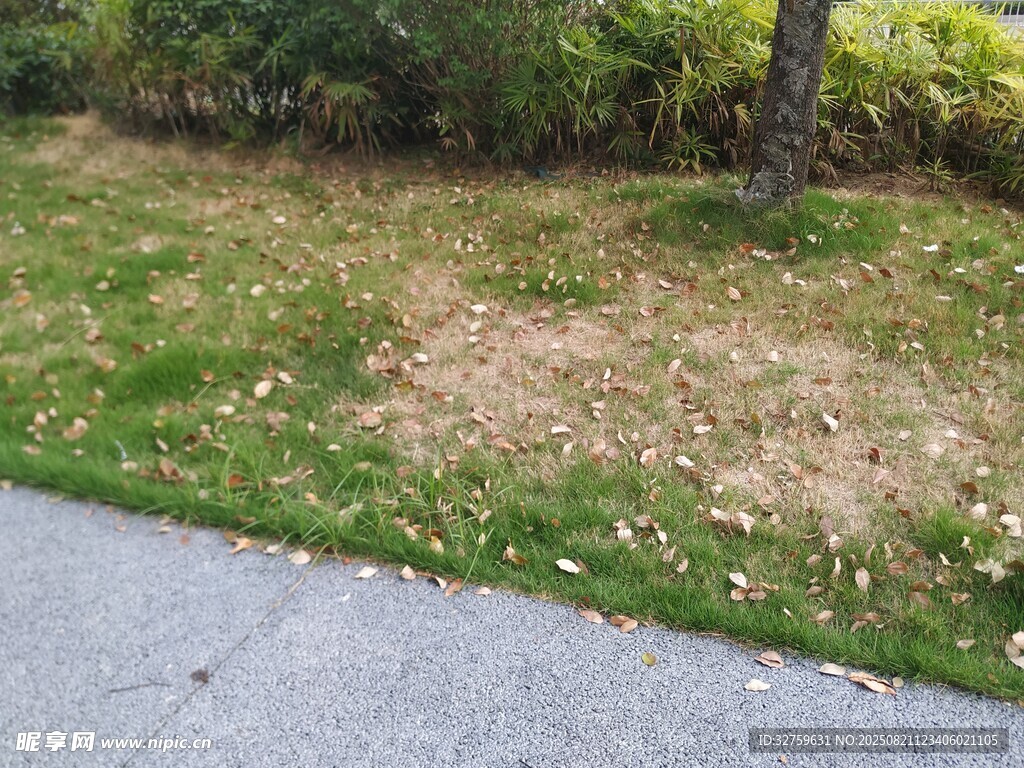 路邊斑駁草地景象