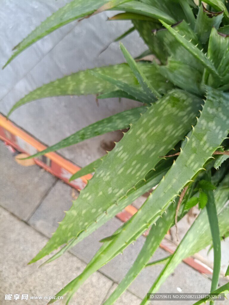翠綠蘆薈葉片特寫