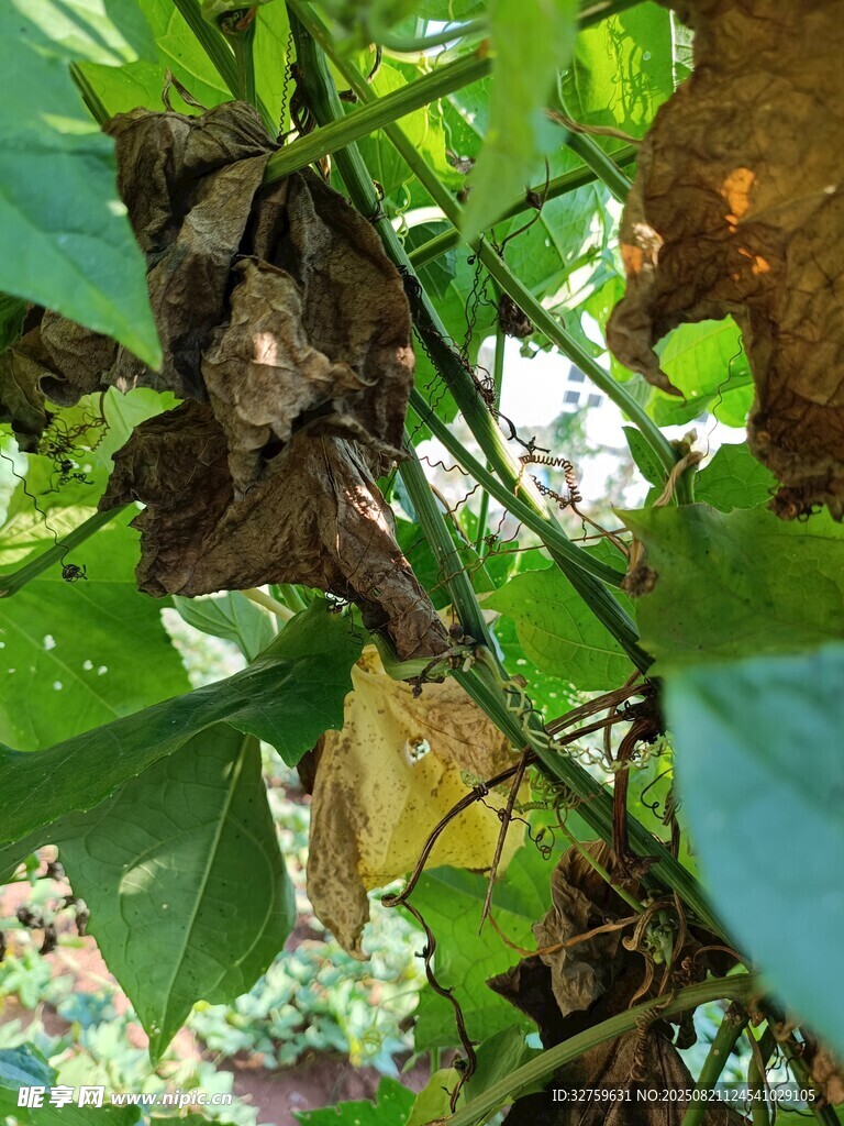 枯葉與綠葉交織的景象