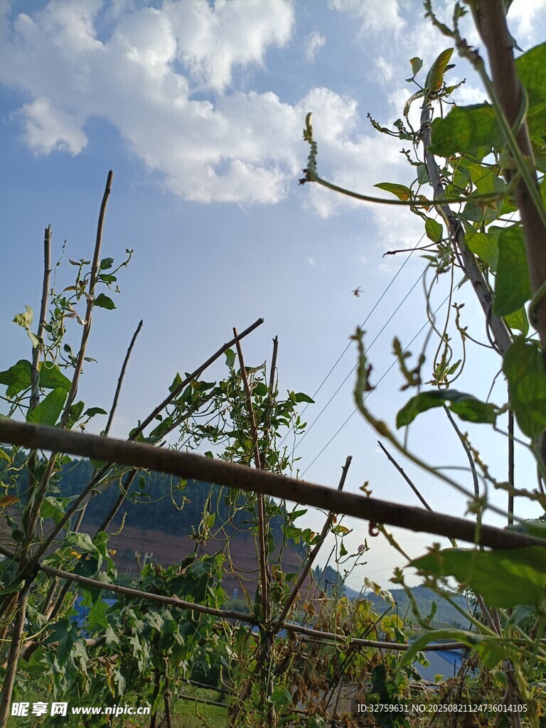 戶外綠植與藍(lán)天白云景象