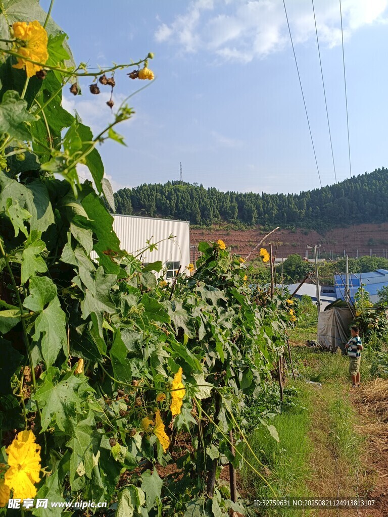 田園間生機(jī)勃勃的蔬菜藤蔓