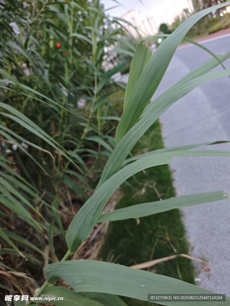 路邊生長的綠色長條狀植物