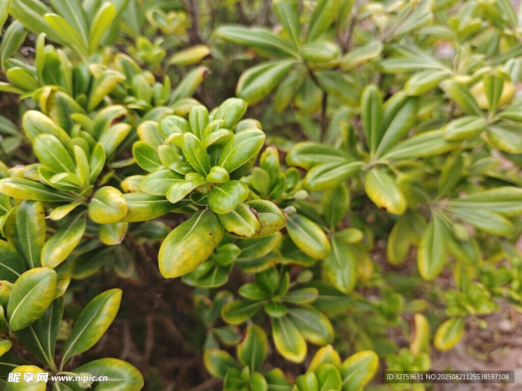翠綠繁茂的綠植景觀