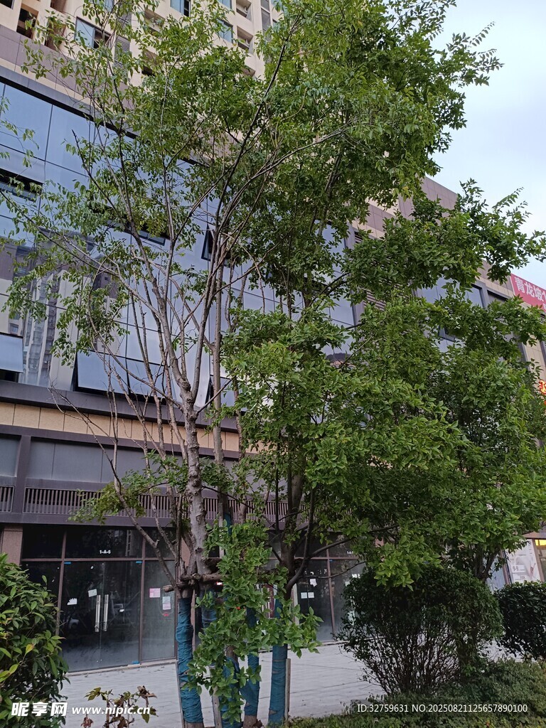 城市中蔥郁的綠樹(shù)景觀