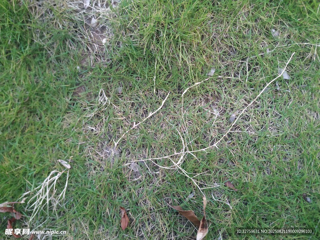 草地上的枯樹枝