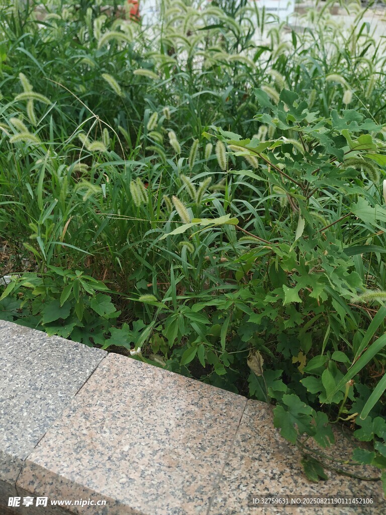 路邊繁茂的綠色植物