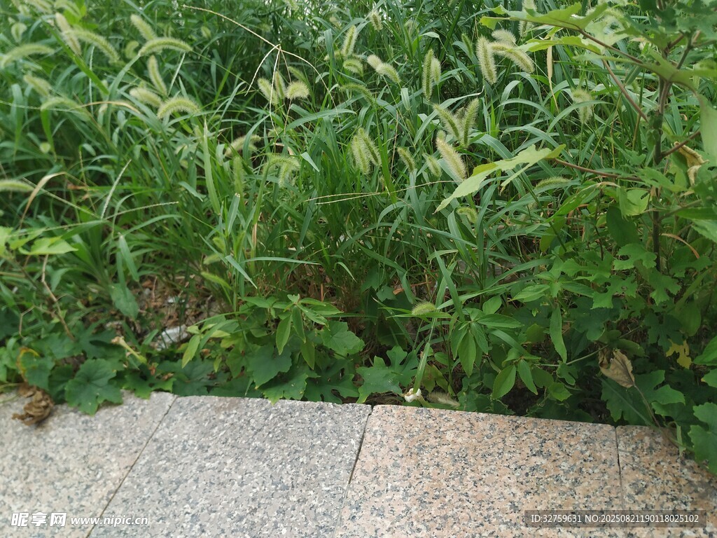 路邊翠綠草叢