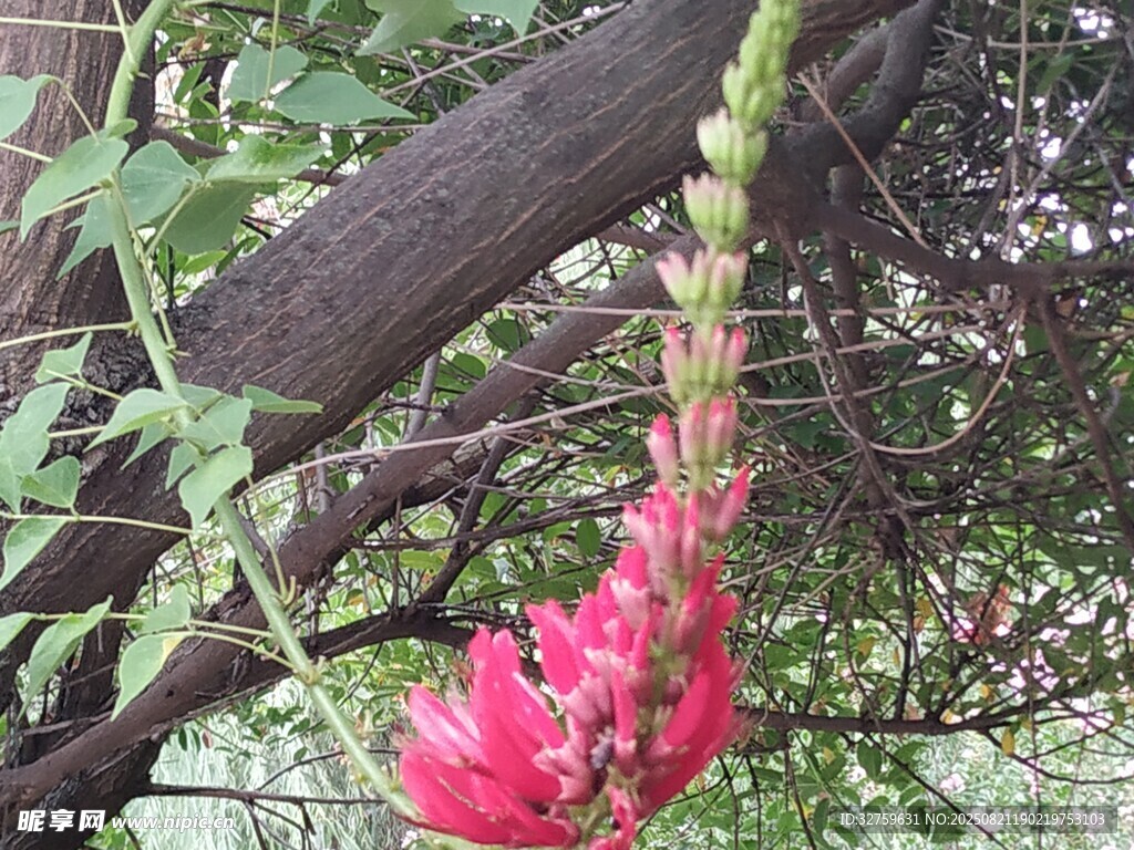 枝頭綻放的艷麗紅穗花