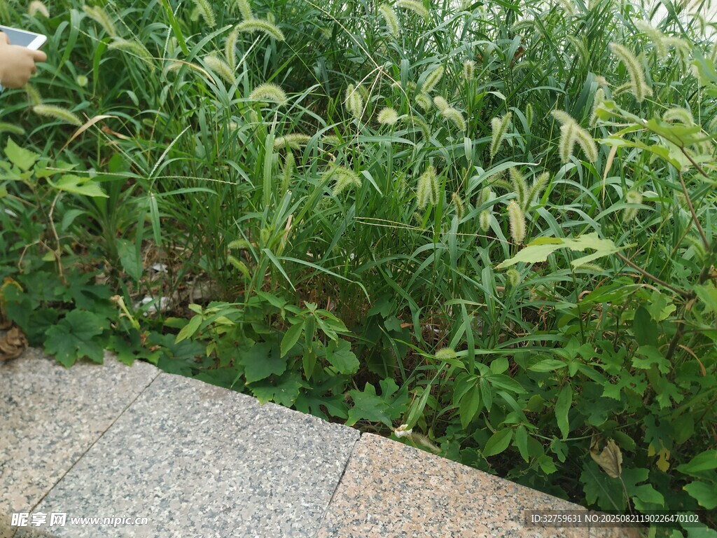石邊綠植景觀