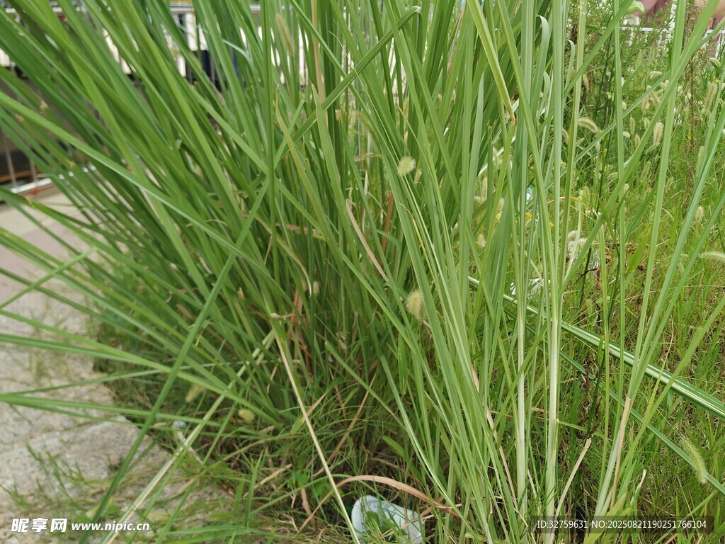 翠綠茂盛的叢生草本植物
