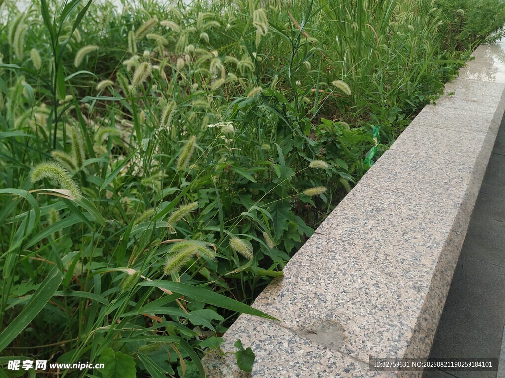 路邊綠植與灰色石沿景觀