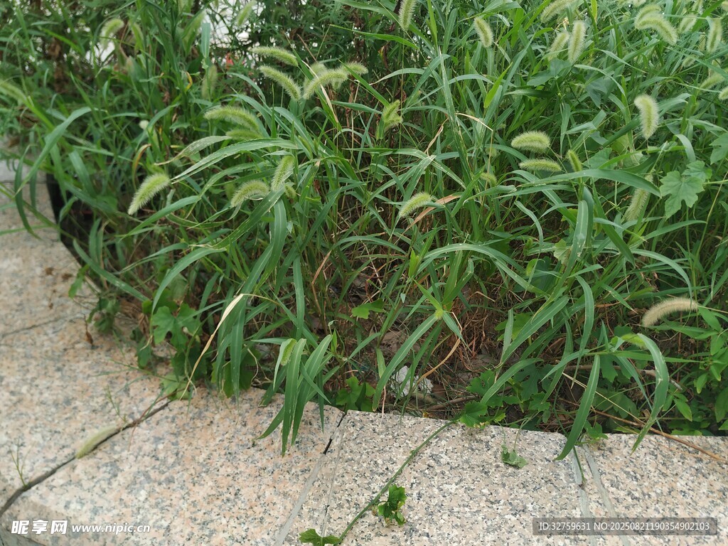 路邊生長的茂盛綠色植物