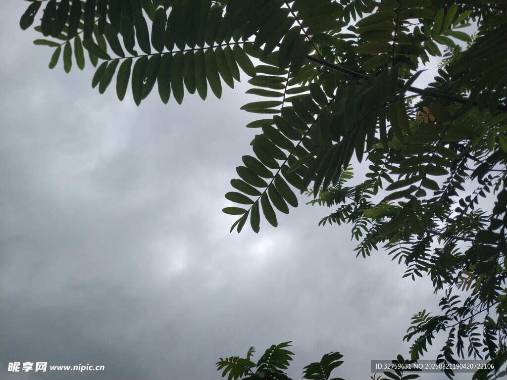 枝葉間的灰蒙天空