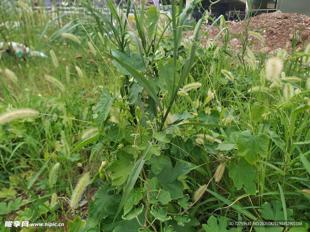 野外蓬勃生長的綠色植物